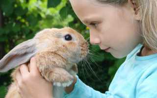 Аллергия на шерсть и мясо кроликов